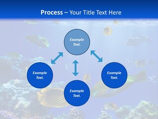 A Group Of Fish Swimming Over A Coral Reef PowerPoint Template