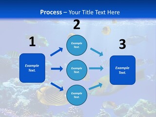 A Group Of Fish Swimming Over A Coral Reef PowerPoint Template
