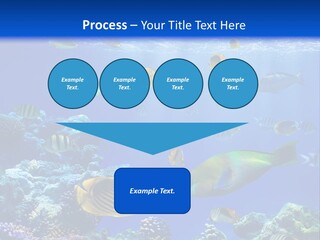 A Group Of Fish Swimming Over A Coral Reef PowerPoint Template