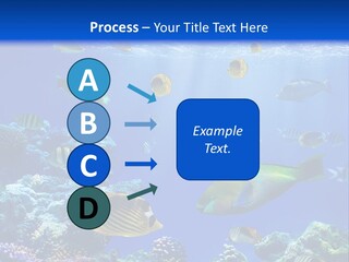 A Group Of Fish Swimming Over A Coral Reef PowerPoint Template