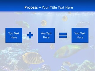 A Group Of Fish Swimming Over A Coral Reef PowerPoint Template