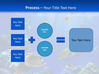A Group Of Fish Swimming Over A Coral Reef PowerPoint Template