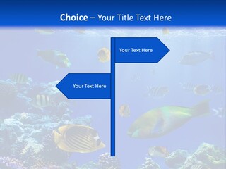 A Group Of Fish Swimming Over A Coral Reef PowerPoint Template