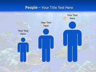 A Group Of Fish Swimming Over A Coral Reef PowerPoint Template