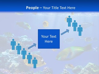 A Group Of Fish Swimming Over A Coral Reef PowerPoint Template