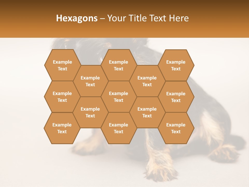 A Small Black And Brown Dog Sitting On Top Of A White Floor PowerPoint Template