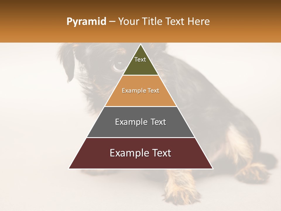 A Small Black And Brown Dog Sitting On Top Of A White Floor PowerPoint Template