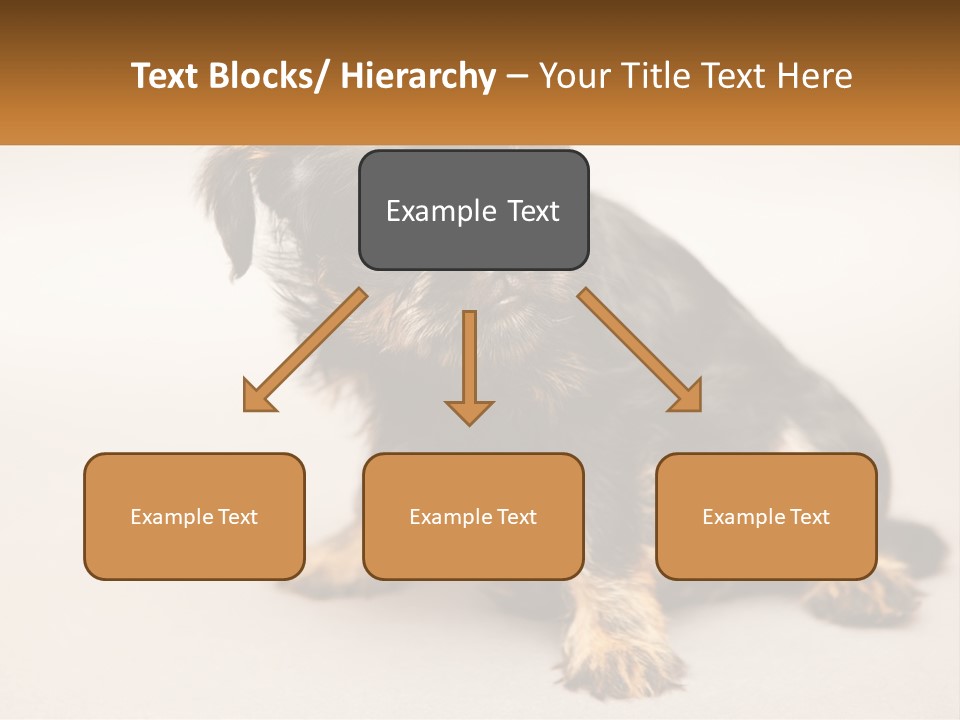 A Small Black And Brown Dog Sitting On Top Of A White Floor PowerPoint Template