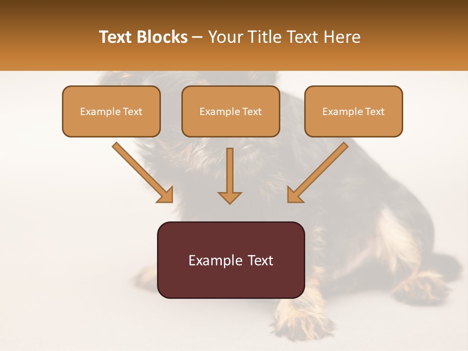 A Small Black And Brown Dog Sitting On Top Of A White Floor PowerPoint Template
