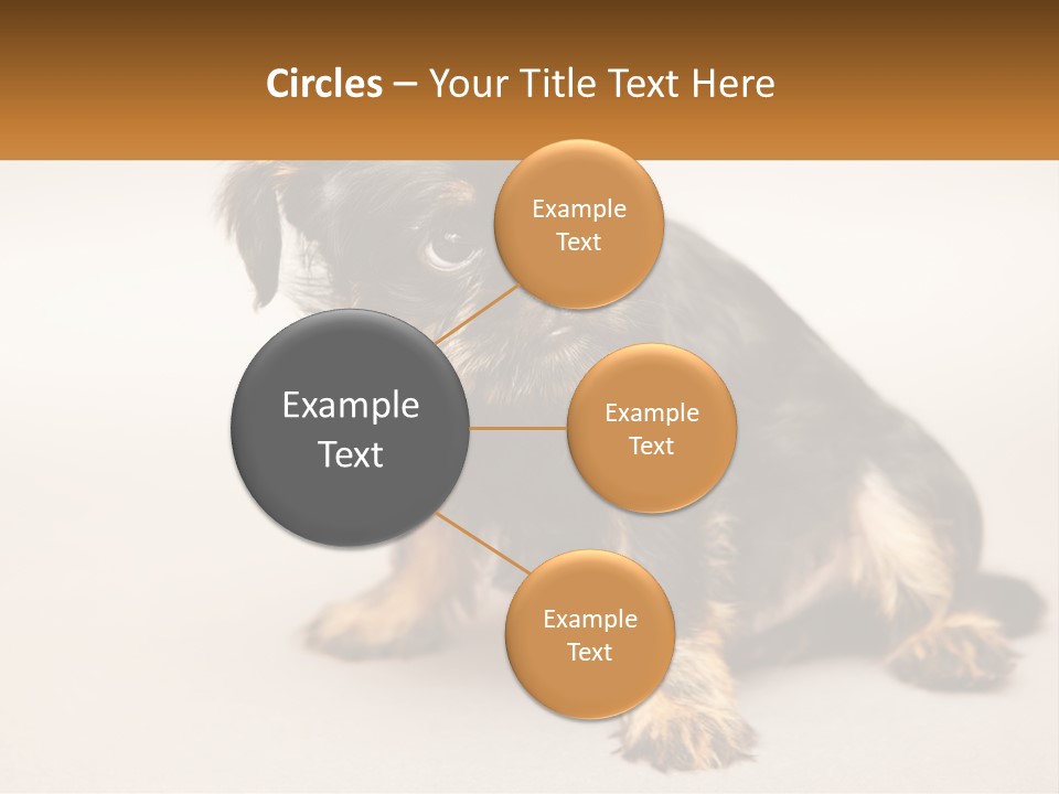 A Small Black And Brown Dog Sitting On Top Of A White Floor PowerPoint Template