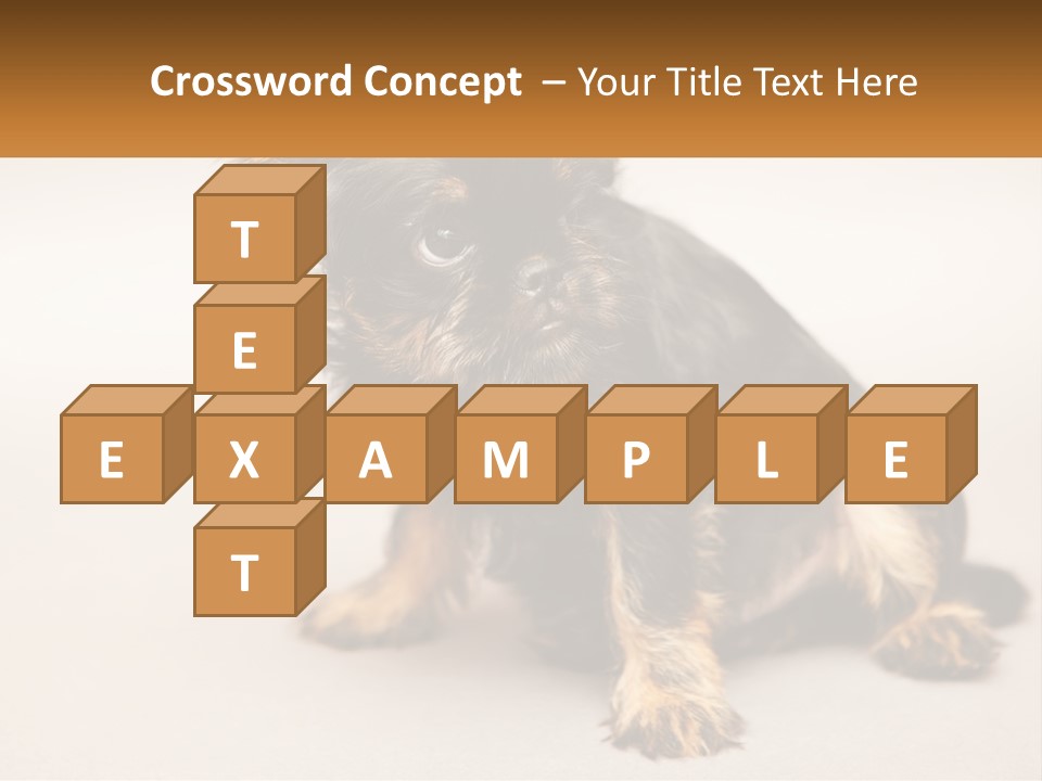 A Small Black And Brown Dog Sitting On Top Of A White Floor PowerPoint Template