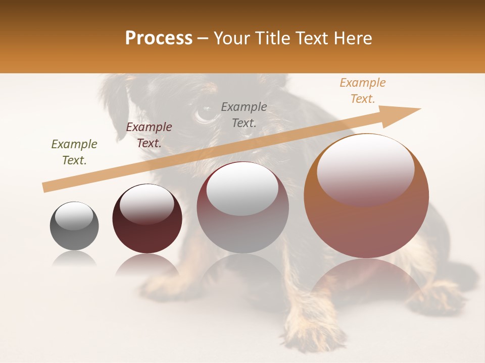 A Small Black And Brown Dog Sitting On Top Of A White Floor PowerPoint Template