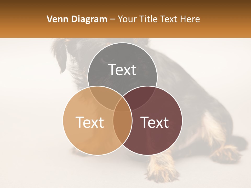 A Small Black And Brown Dog Sitting On Top Of A White Floor PowerPoint Template