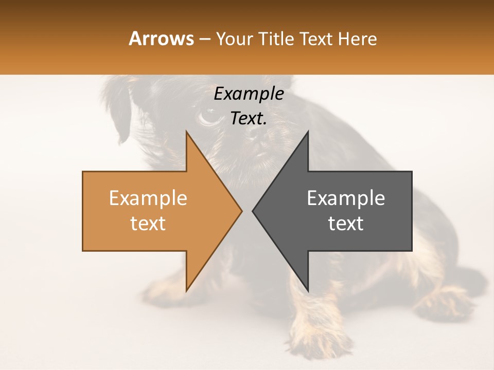 A Small Black And Brown Dog Sitting On Top Of A White Floor PowerPoint Template