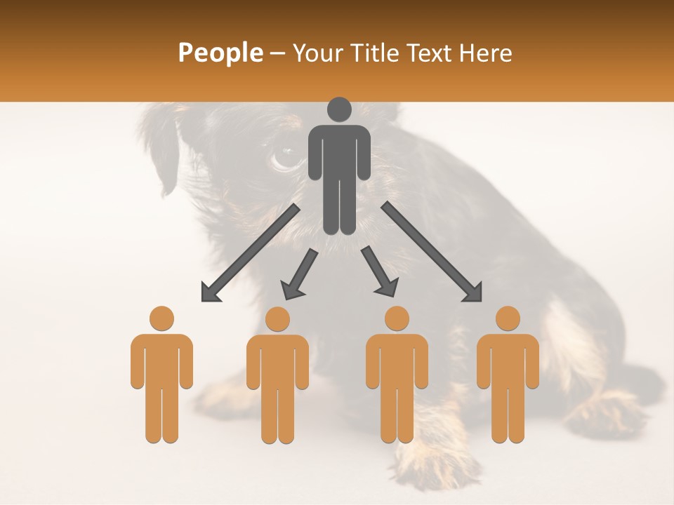 A Small Black And Brown Dog Sitting On Top Of A White Floor PowerPoint Template