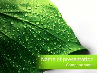 A Green Leaf With Water Droplets On It PowerPoint Template