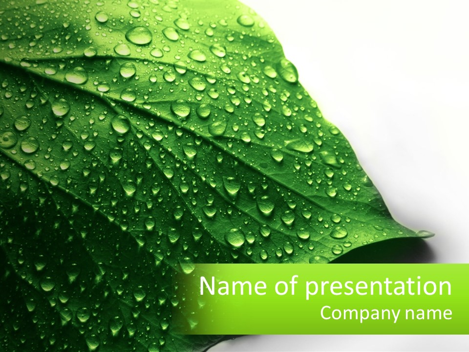 A Green Leaf With Water Droplets On It PowerPoint Template