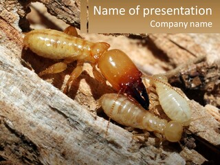 A Group Of Termites On A Piece Of Wood PowerPoint Template