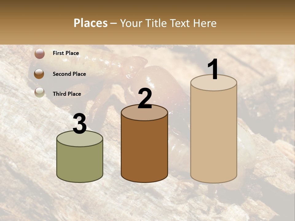 A Group Of Termites On A Piece Of Wood PowerPoint Template