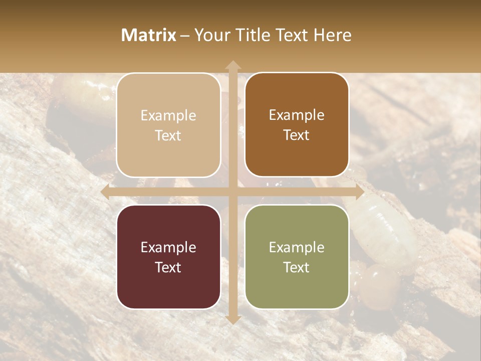 A Group Of Termites On A Piece Of Wood PowerPoint Template