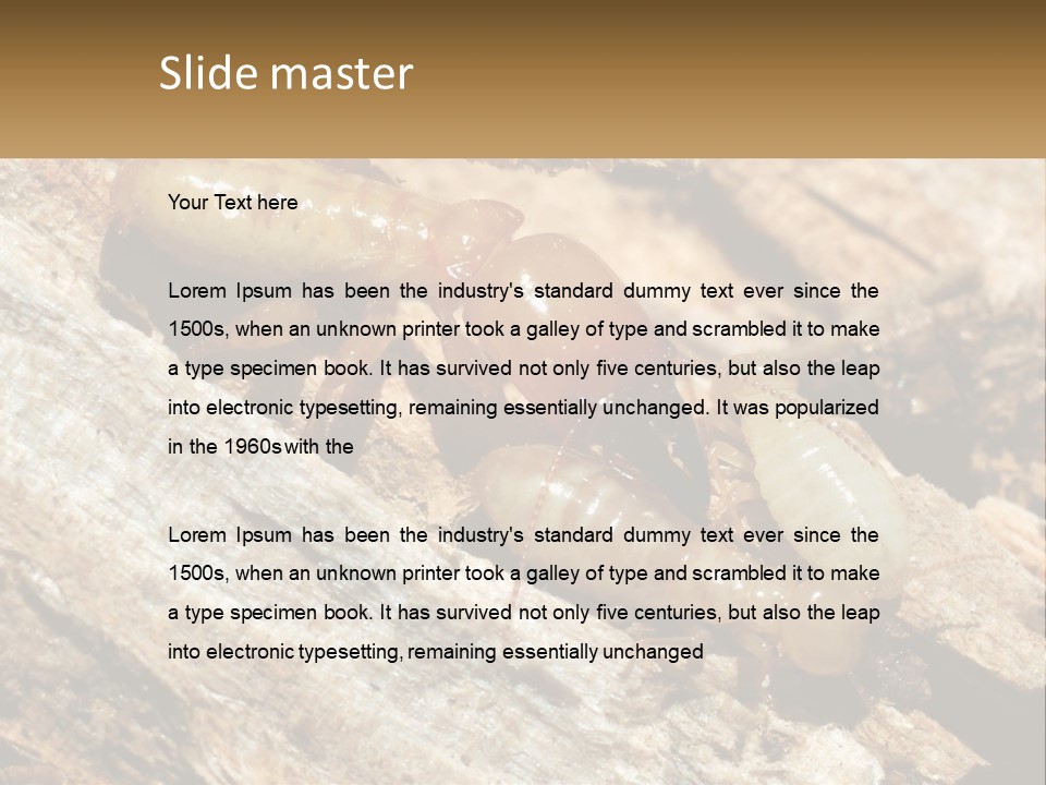 A Group Of Termites On A Piece Of Wood PowerPoint Template