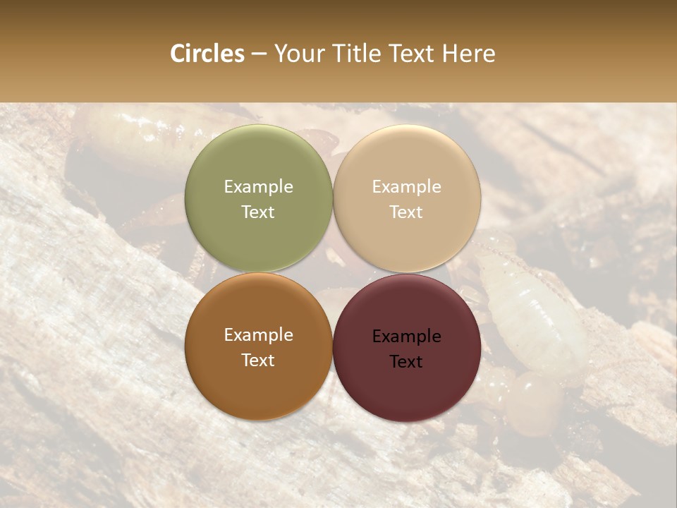 A Group Of Termites On A Piece Of Wood PowerPoint Template