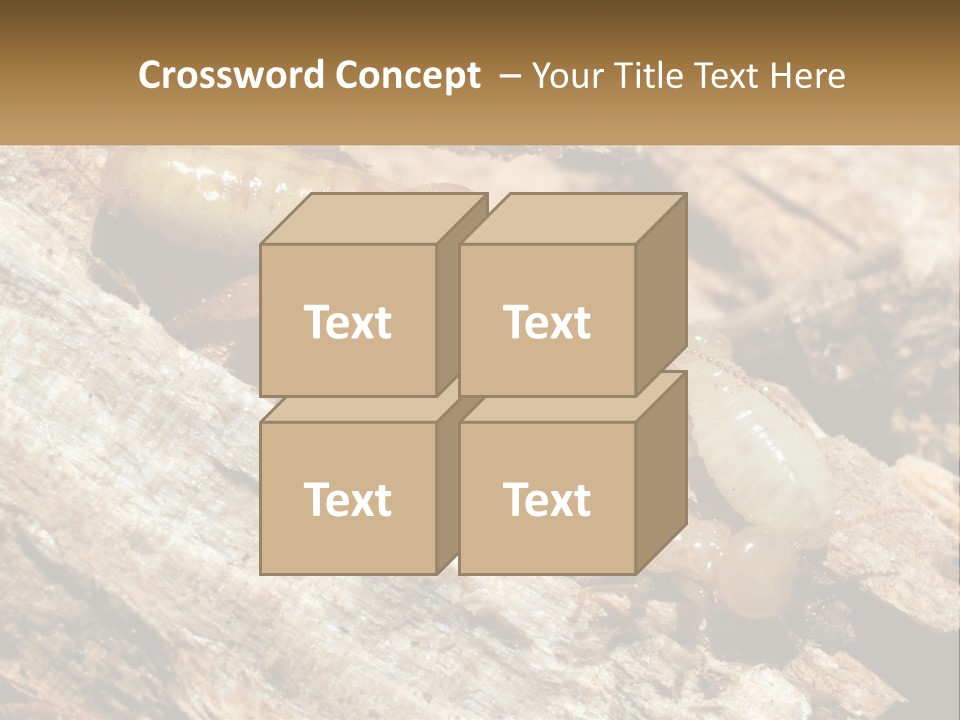 A Group Of Termites On A Piece Of Wood PowerPoint Template