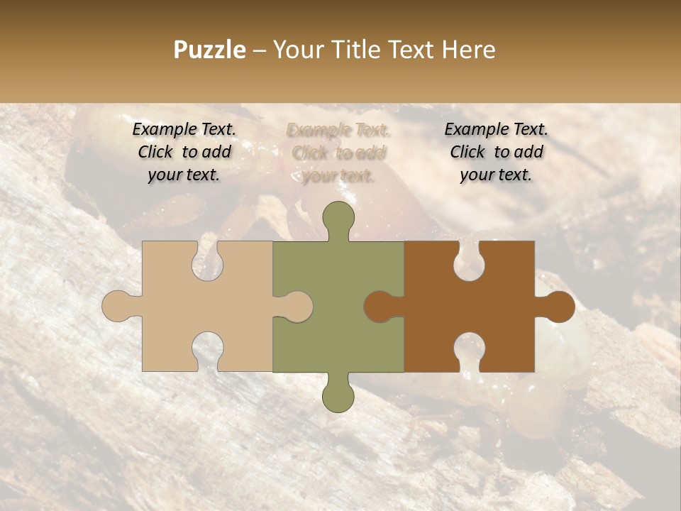 A Group Of Termites On A Piece Of Wood PowerPoint Template