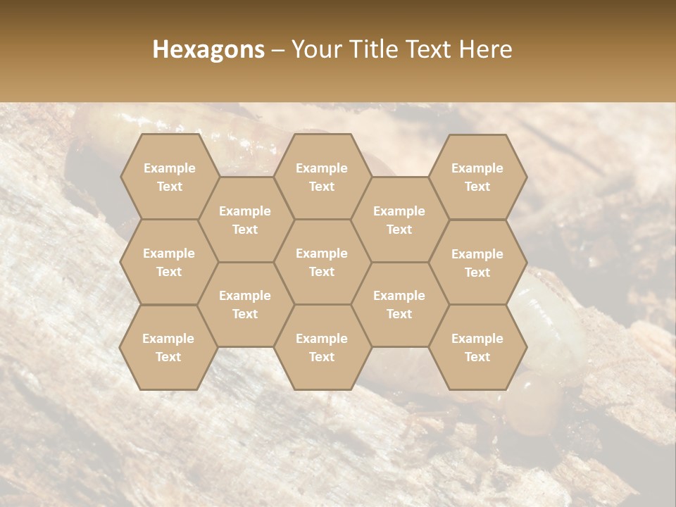 A Group Of Termites On A Piece Of Wood PowerPoint Template