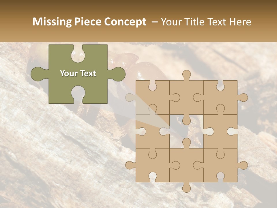 A Group Of Termites On A Piece Of Wood PowerPoint Template
