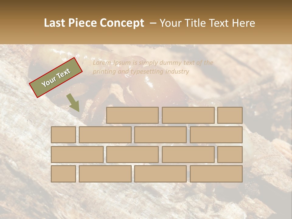 A Group Of Termites On A Piece Of Wood PowerPoint Template