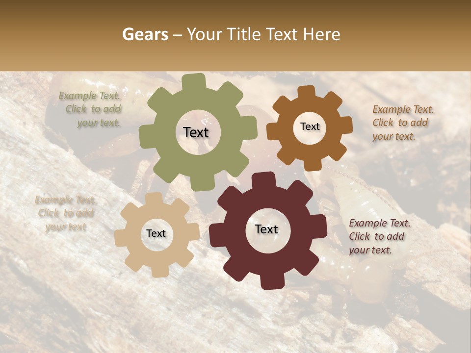 A Group Of Termites On A Piece Of Wood PowerPoint Template
