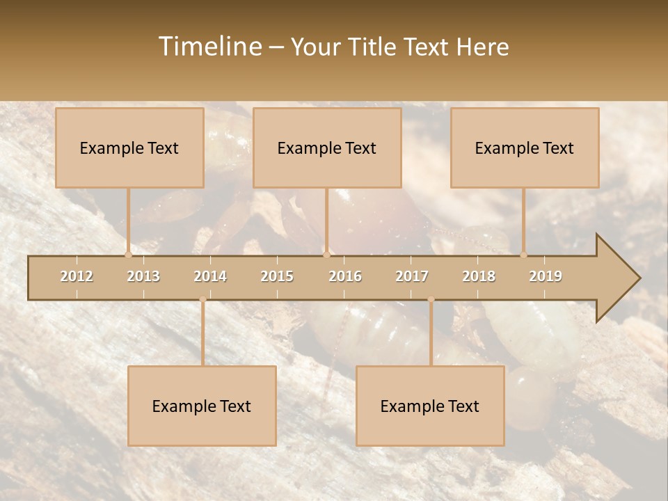 A Group Of Termites On A Piece Of Wood PowerPoint Template