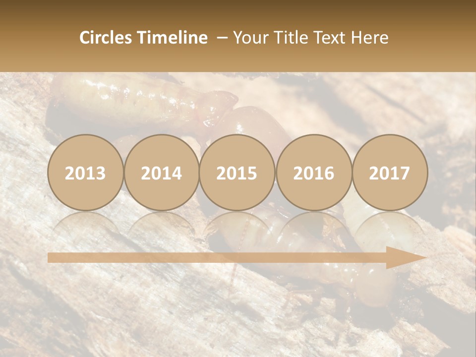 A Group Of Termites On A Piece Of Wood PowerPoint Template