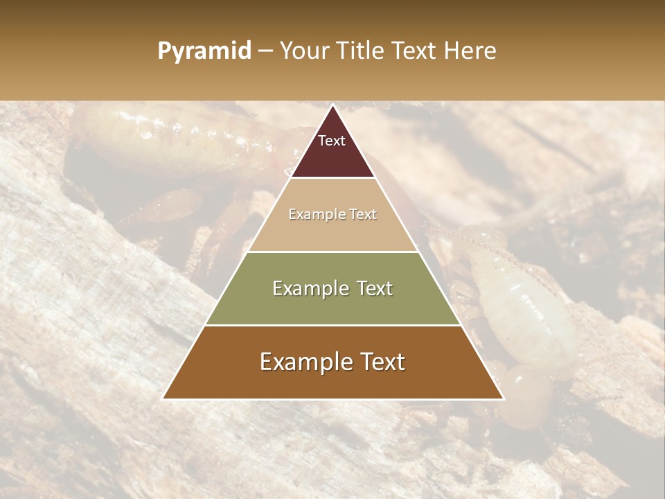 A Group Of Termites On A Piece Of Wood PowerPoint Template