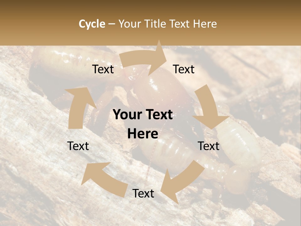 A Group Of Termites On A Piece Of Wood PowerPoint Template
