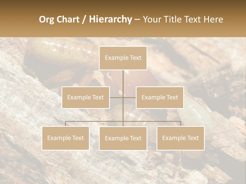 A Group Of Termites On A Piece Of Wood PowerPoint Template