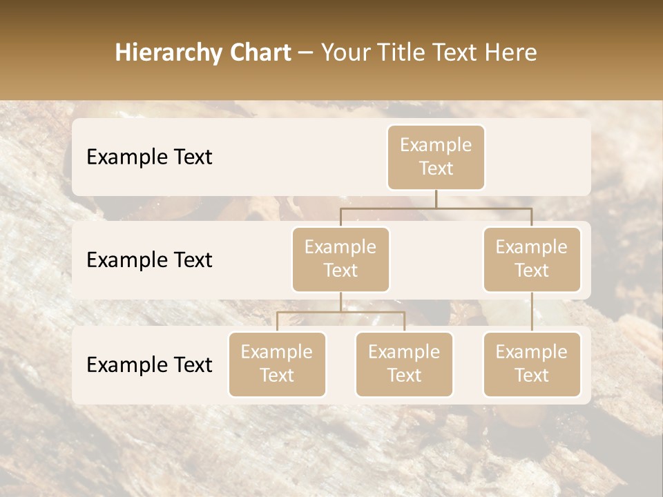A Group Of Termites On A Piece Of Wood PowerPoint Template