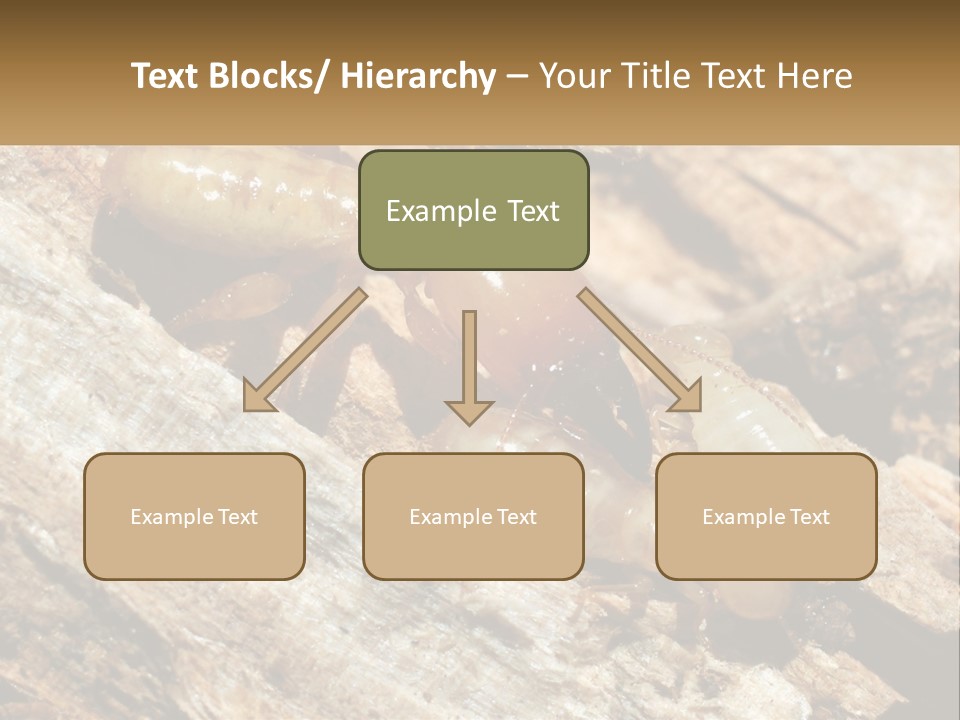 A Group Of Termites On A Piece Of Wood PowerPoint Template