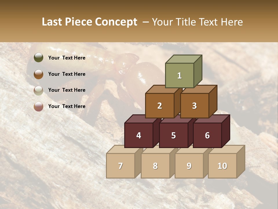 A Group Of Termites On A Piece Of Wood PowerPoint Template