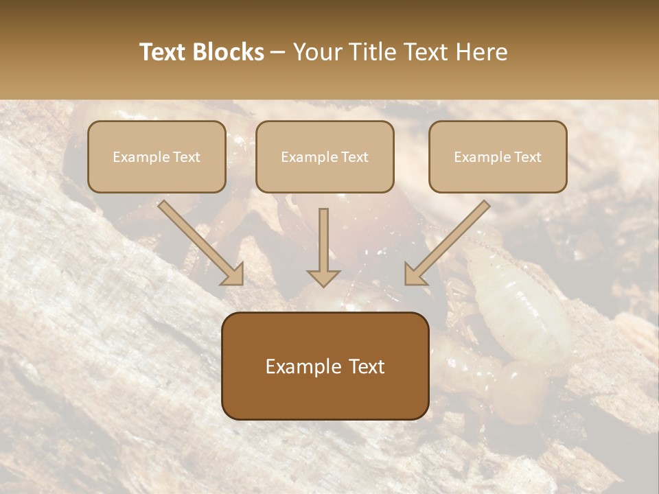 A Group Of Termites On A Piece Of Wood PowerPoint Template