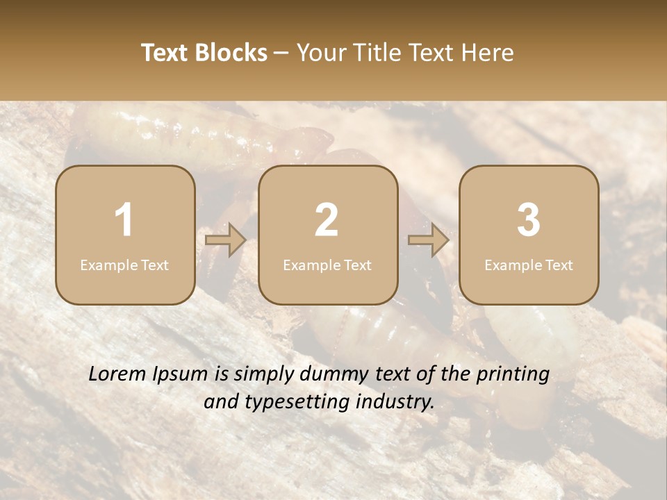A Group Of Termites On A Piece Of Wood PowerPoint Template