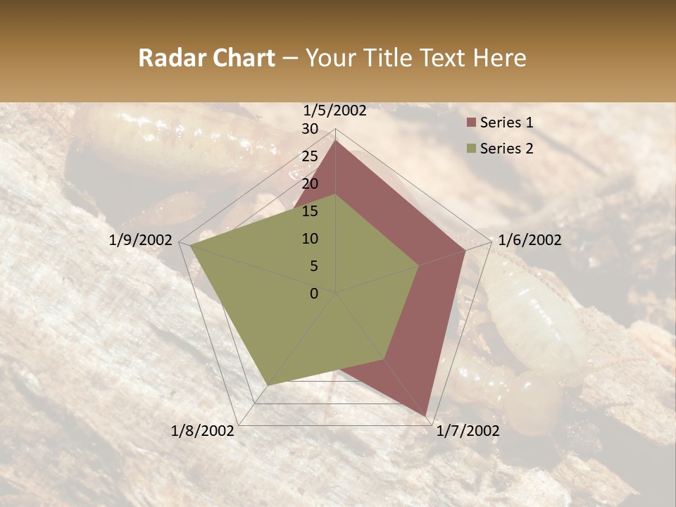 A Group Of Termites On A Piece Of Wood PowerPoint Template