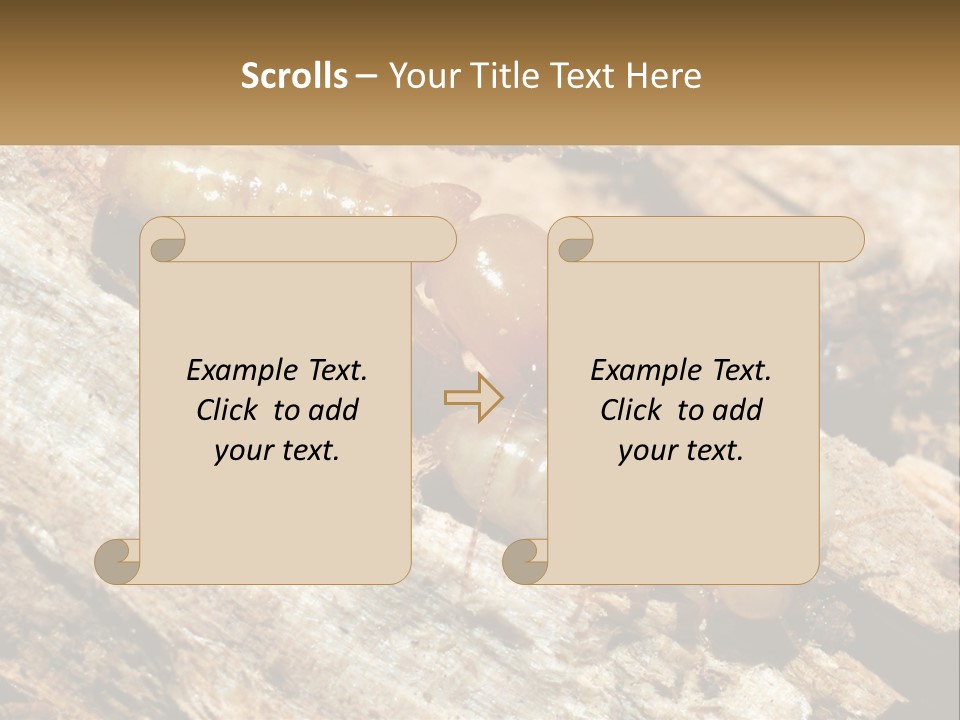 A Group Of Termites On A Piece Of Wood PowerPoint Template
