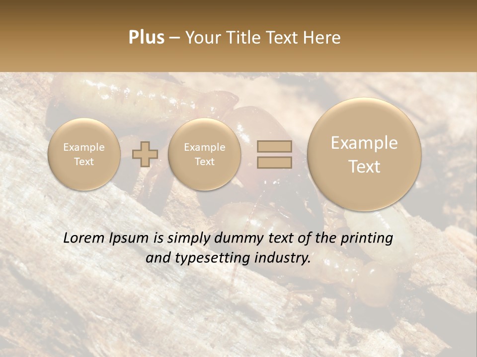 A Group Of Termites On A Piece Of Wood PowerPoint Template