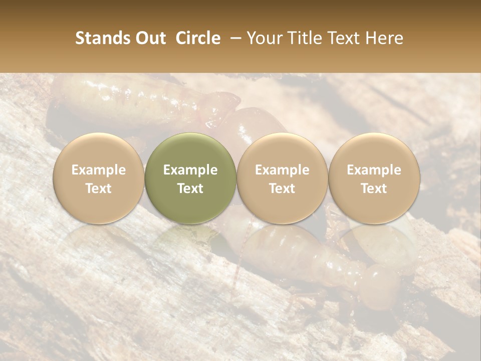 A Group Of Termites On A Piece Of Wood PowerPoint Template