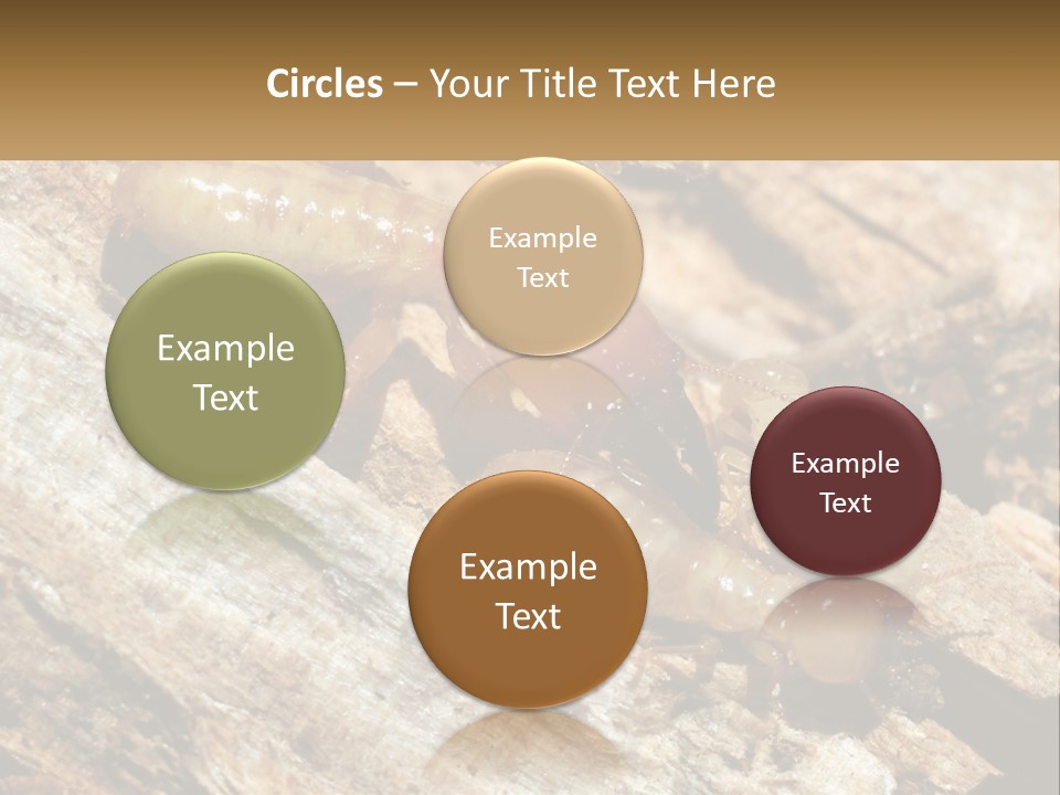A Group Of Termites On A Piece Of Wood PowerPoint Template