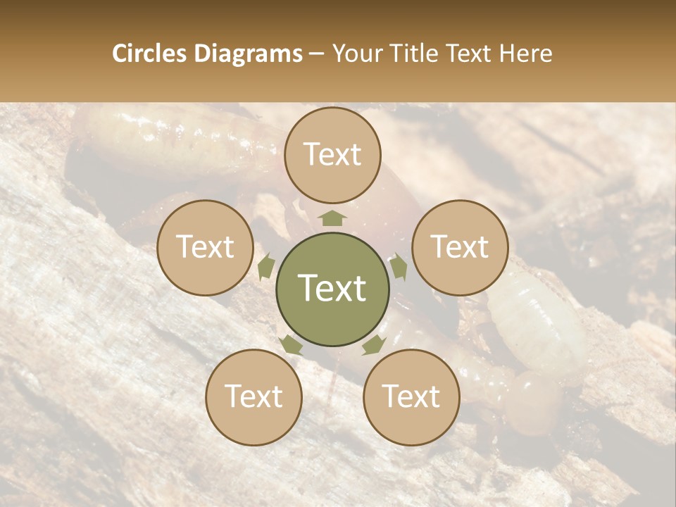 A Group Of Termites On A Piece Of Wood PowerPoint Template