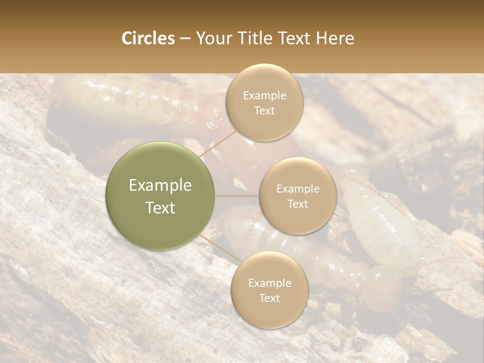 A Group Of Termites On A Piece Of Wood PowerPoint Template