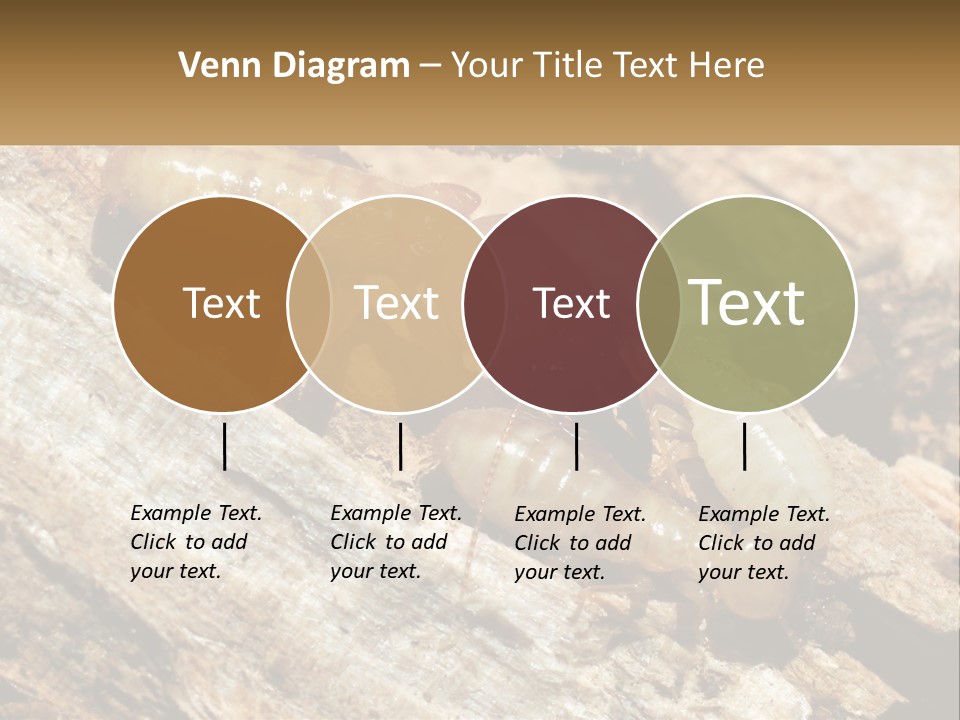 A Group Of Termites On A Piece Of Wood PowerPoint Template